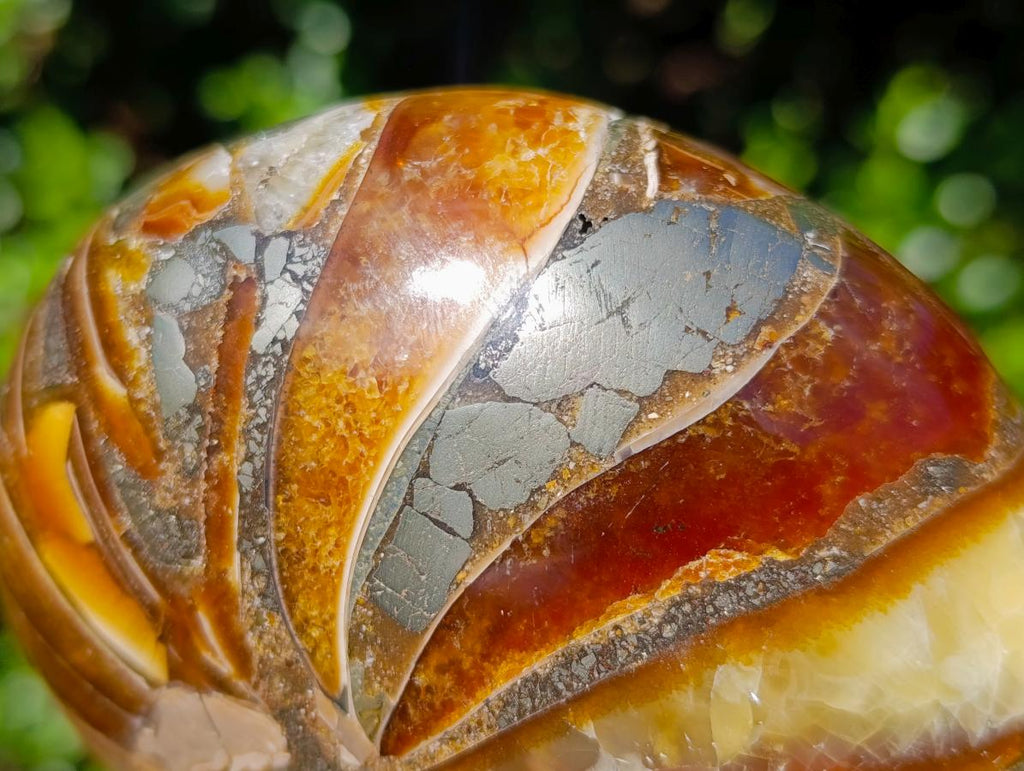 Polished Pyritised Cymatoceras Nautilus Fossil x 1 From Maintirano, Madagascar