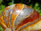 Polished Pyritised Cymatoceras Nautilus Fossil x 1 From Maintirano, Madagascar