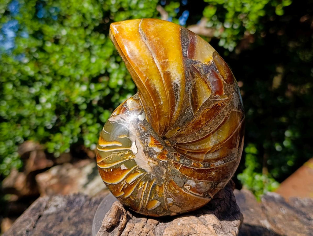 Polished Pyritised Cymatoceras Nautilus Fossil x 1 From Maintirano, Madagascar