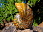 Polished Pyritised Cymatoceras Nautilus Fossil x 1 From Maintirano, Madagascar
