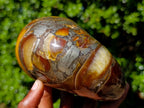 Polished Pyritised Cymatoceras Nautilus Fossil x 1 From Maintirano, Madagascar