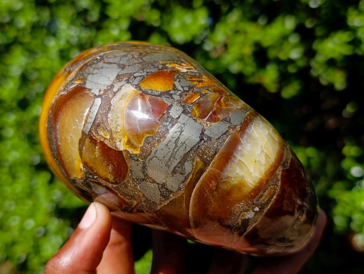 Polished Pyritised Cymatoceras Nautilus Fossil x 1 From Maintirano, Madagascar