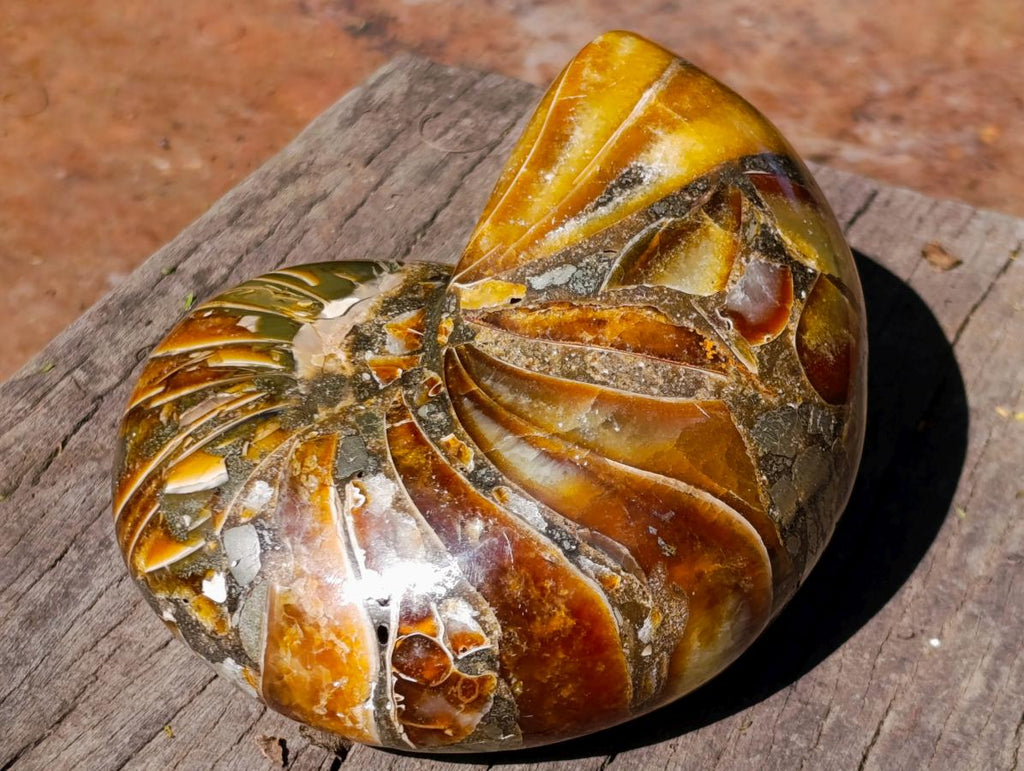 Polished Pyritised Cymatoceras Nautilus Fossil x 1 From Maintirano, Madagascar