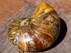 Polished Pyritised Cymatoceras Nautilus Fossil x 1 From Maintirano, Madagascar