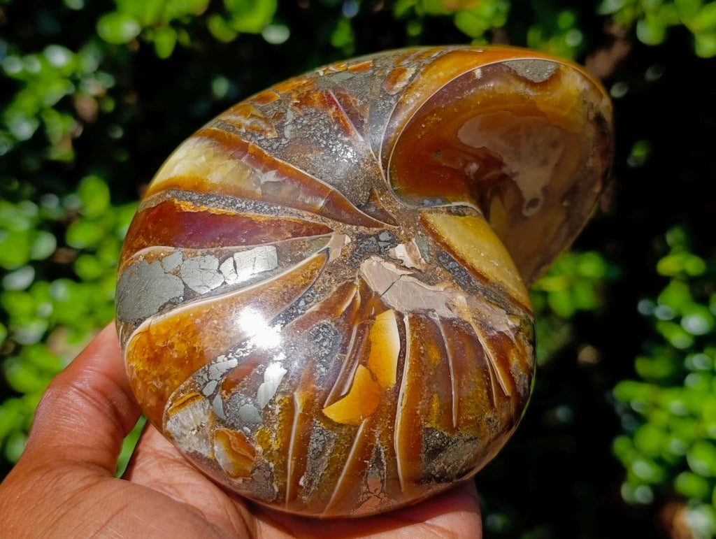 Polished Pyritised Cymatoceras Nautilus Fossil x 1 From Maintirano, Madagascar