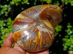 Polished Pyritised Cymatoceras Nautilus Fossil x 1 From Maintirano, Madagascar