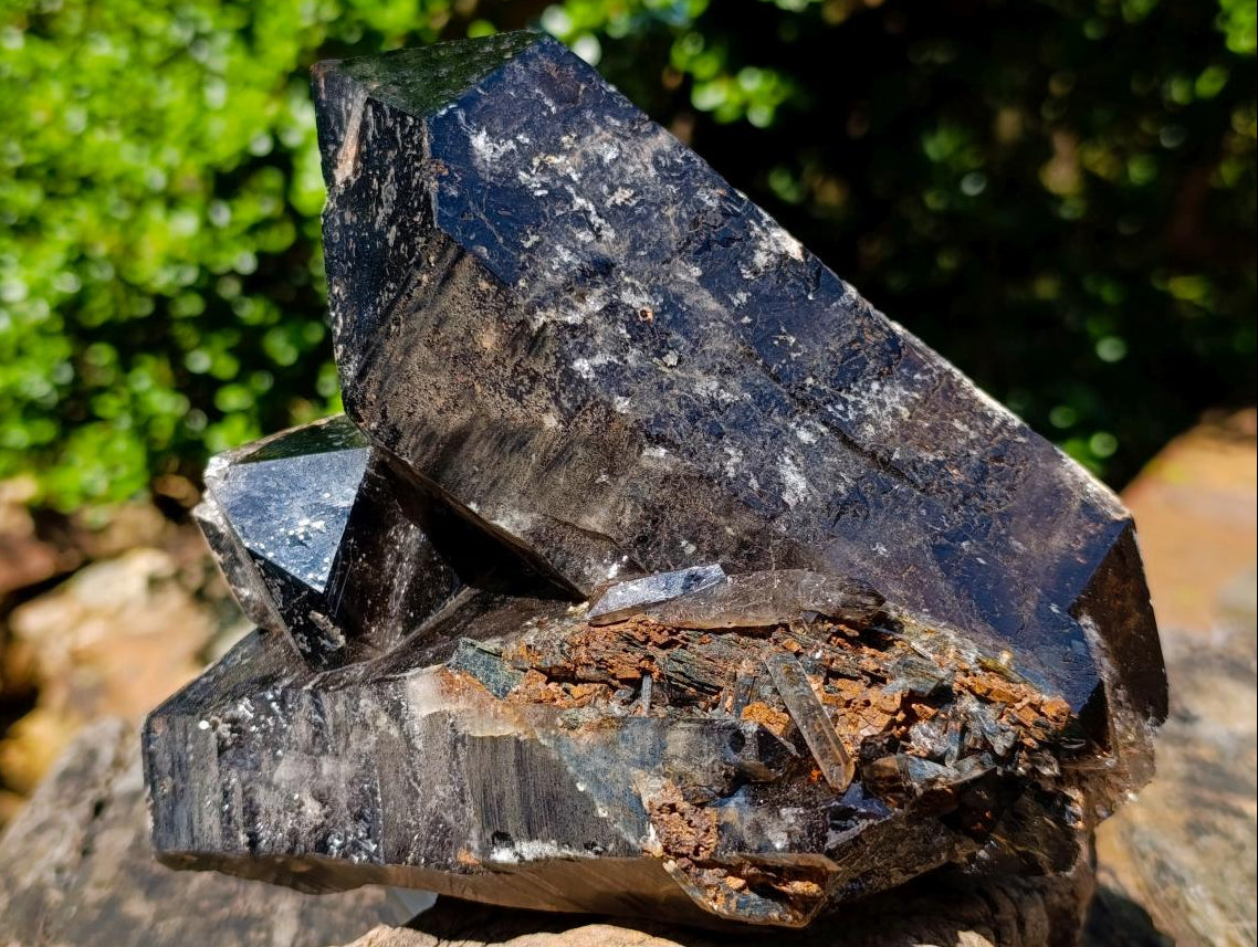 Natural Multi Terminated Morion Smokey Quartz Cluster x 1 From Zomba, Malawi