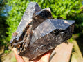 Natural Multi Terminated Morion Smokey Quartz Cluster x 1 From Zomba, Malawi
