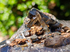 Natural Multi Terminated Morion Smokey Quartz Cluster x 1 From Zomba, Malawi