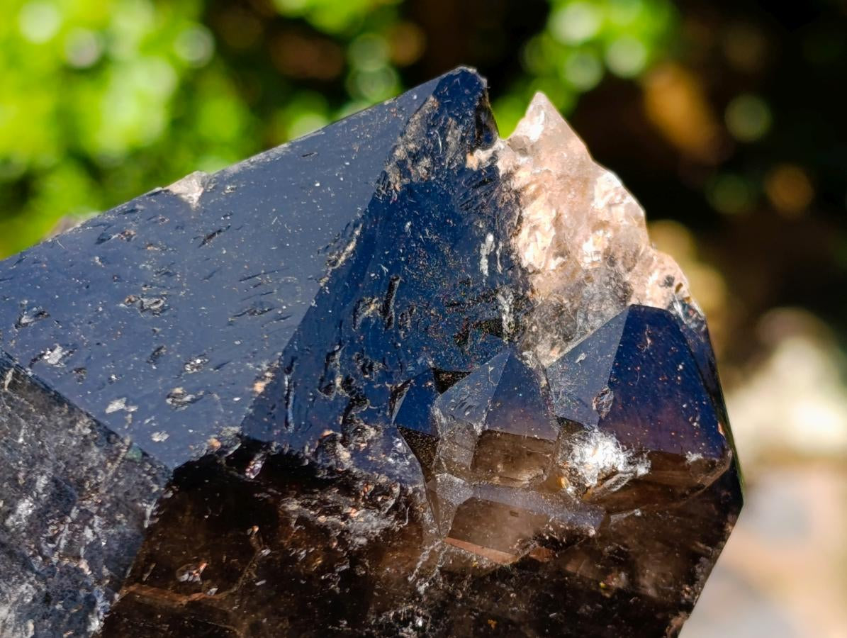 Natural Multi Terminated Morion Smokey Quartz Cluster x 1 From Zomba, Malawi