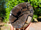 Polished Septerye Sauvage Dragons Egg with Gypsum Crystals x 1 From Mahajanga, Madagascar