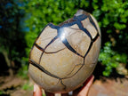 Polished Septerye Sauvage Dragons Egg with Gypsum Crystals x 1 From Mahajanga, Madagascar