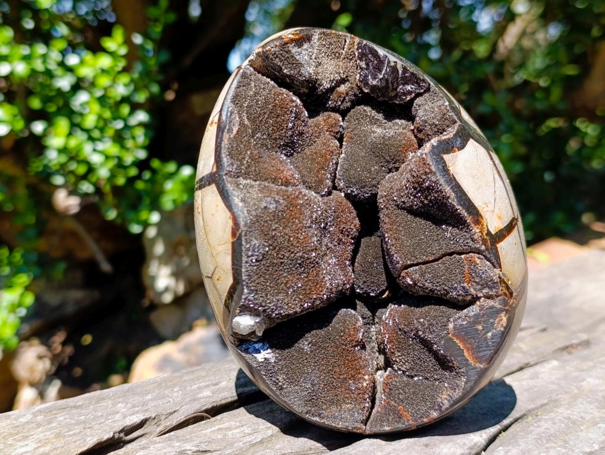 Polished Septerye Sauvage Dragons Egg with Gypsum Crystals x 1 From Mahajanga, Madagascar