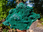 Natural XL Silky Botryoidal Malachite Specimen x 1 From Kasompe, Congo