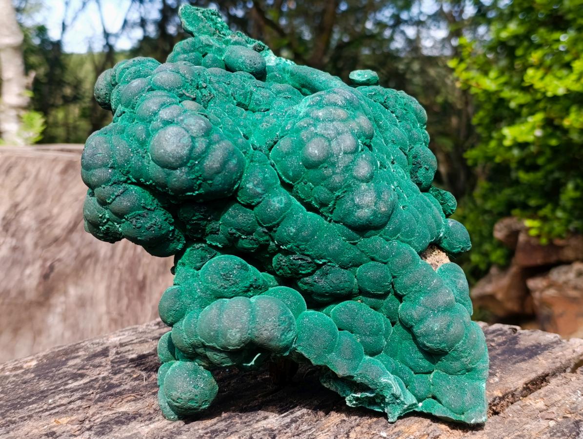 Natural XL Silky Botryoidal Malachite Specimen x 1 From Kasompe, Congo