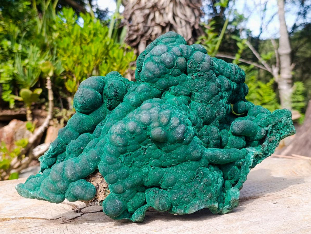 Natural XL Silky Botryoidal Malachite Specimen x 1 From Kasompe, Congo