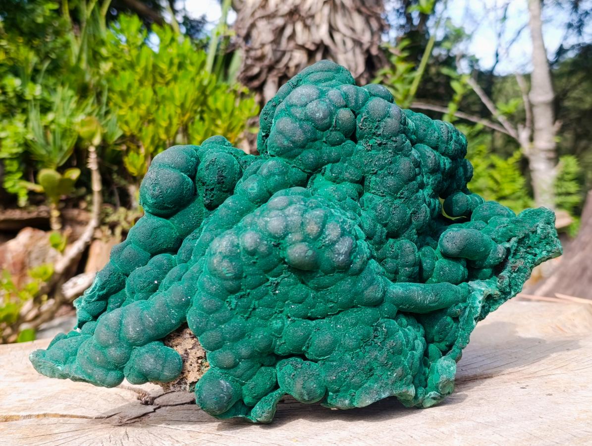 Natural XL Silky Botryoidal Malachite Specimen x 1 From Kasompe, Congo