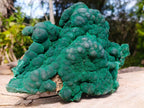 Natural XL Silky Botryoidal Malachite Specimen x 1 From Kasompe, Congo
