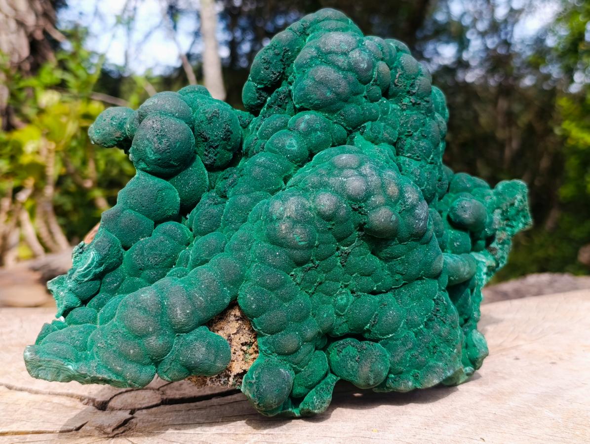 Natural XL Silky Botryoidal Malachite Specimen x 1 From Kasompe, Congo