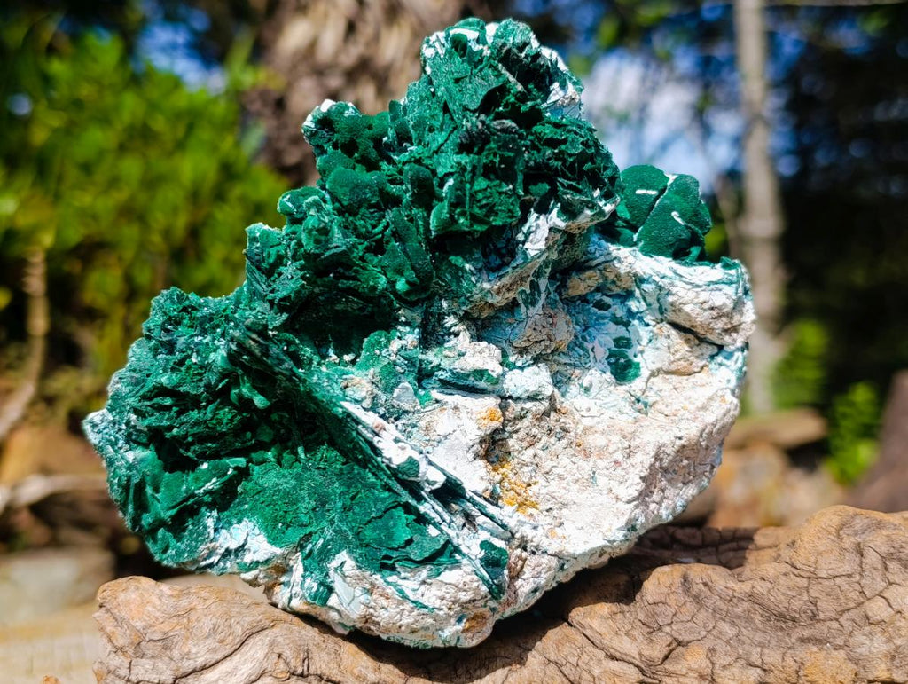 Natural Malachite Pseudomorph with Chrysocolla Specimen x 1 From Kolwezi, Congo