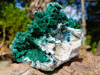 Natural Malachite Pseudomorph with Chrysocolla Specimen x 1 From Kolwezi, Congo