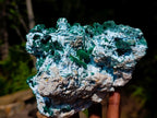 Natural Malachite Pseudomorph with Chrysocolla Specimen x 1 From Kolwezi, Congo