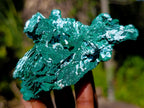 Natural Bladed Malachite after Azurite Pseudomorph Specimen x 1 From Kolwezi, Congo
