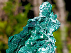 Natural Bladed Malachite after Azurite Pseudomorph Specimen x 1 From Kolwezi, Congo