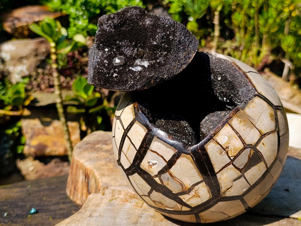 Polished Septerye Sauvage Dragons Egg with Cap x 1 From Mahajanga, Madagascar
