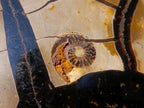 Polished Septerye Sauvage Dragons Egg with Cap x 1 From Mahajanga, Madagascar