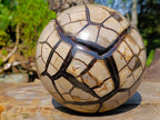 Polished Septerye Sauvage Dragons Egg with Cap x 1 From Mahajanga, Madagascar