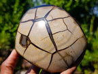 Polished Septerye Sauvage Dragons Egg with Cap x 1 From Mahajanga, Madagascar