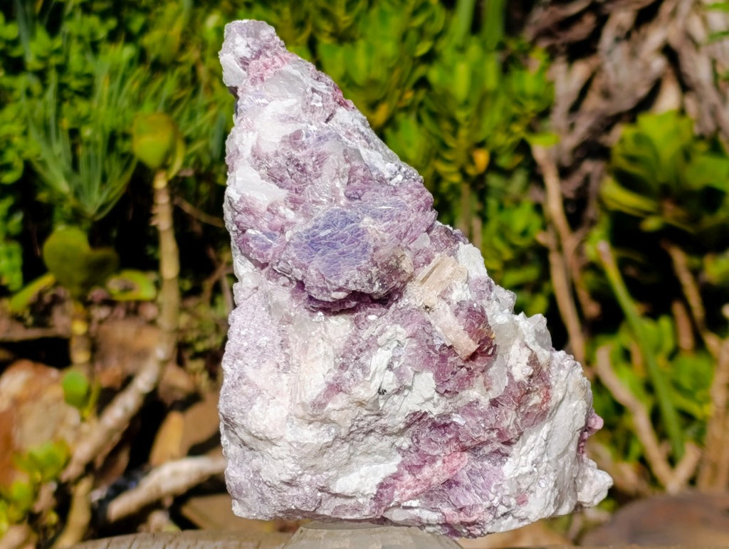 Natural Large Rubellite Pink Tourmaline in Quartz and Mica Schist x 1 From Karibib, Namibia