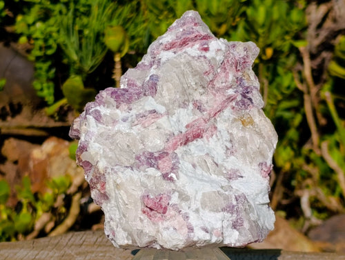 Natural Large Rubellite Pink Tourmaline in Quartz and Mica Schist x 1 From Karibib, Namibia