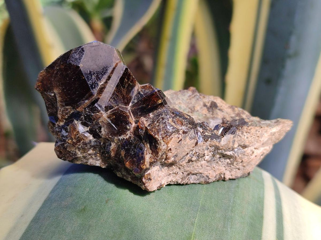 Natural Rare Dravite Brown Tourmaline Specimen x 1 From Erongo, Namibia
