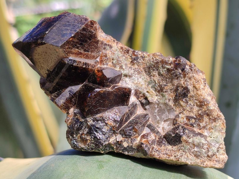 Natural Rare Dravite Brown Tourmaline Specimen x 1 From Erongo, Namibia