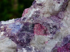 Natural Rubellite Pink Tourmaline in Quartz and Mica Schist x 1 From Karibib, Namibia