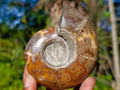 Polished Rare Rams Horn Ammonite Fossil x 1 From Tulear, Madagascar