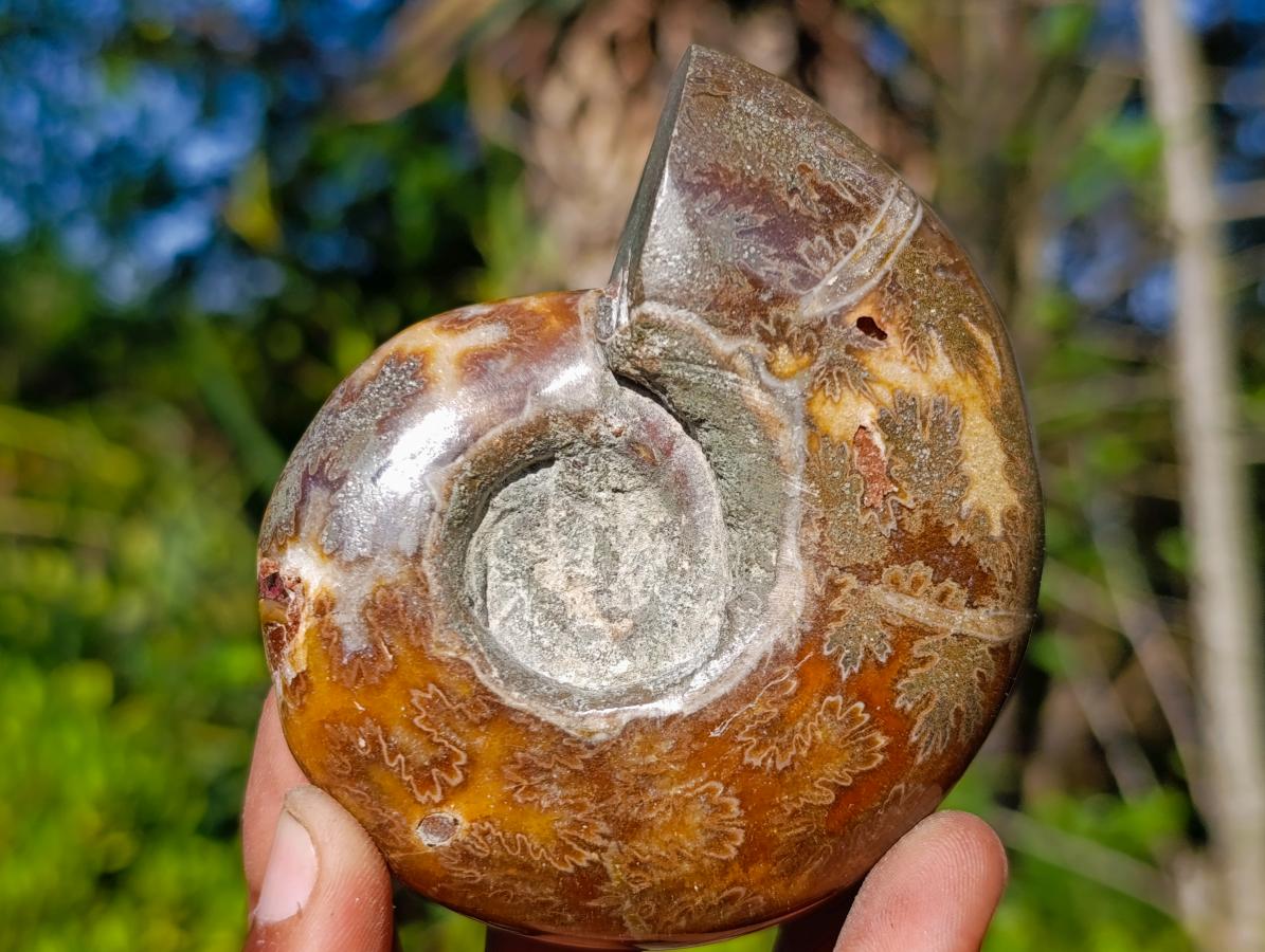 Polished Rare Rams Horn Ammonite Fossil x 1 From Tulear, Madagascar