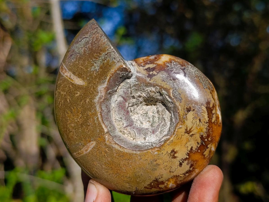 Polished Rare Rams Horn Ammonite Fossil x 1 From Tulear, Madagascar