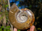 Polished Rare Rams Horn Ammonite Fossil x 1 From Tulear, Madagascar