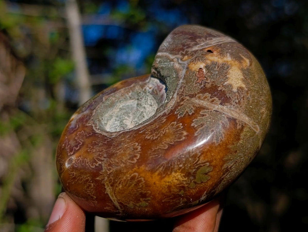 Polished Rare Rams Horn Ammonite Fossil x 1 From Tulear, Madagascar