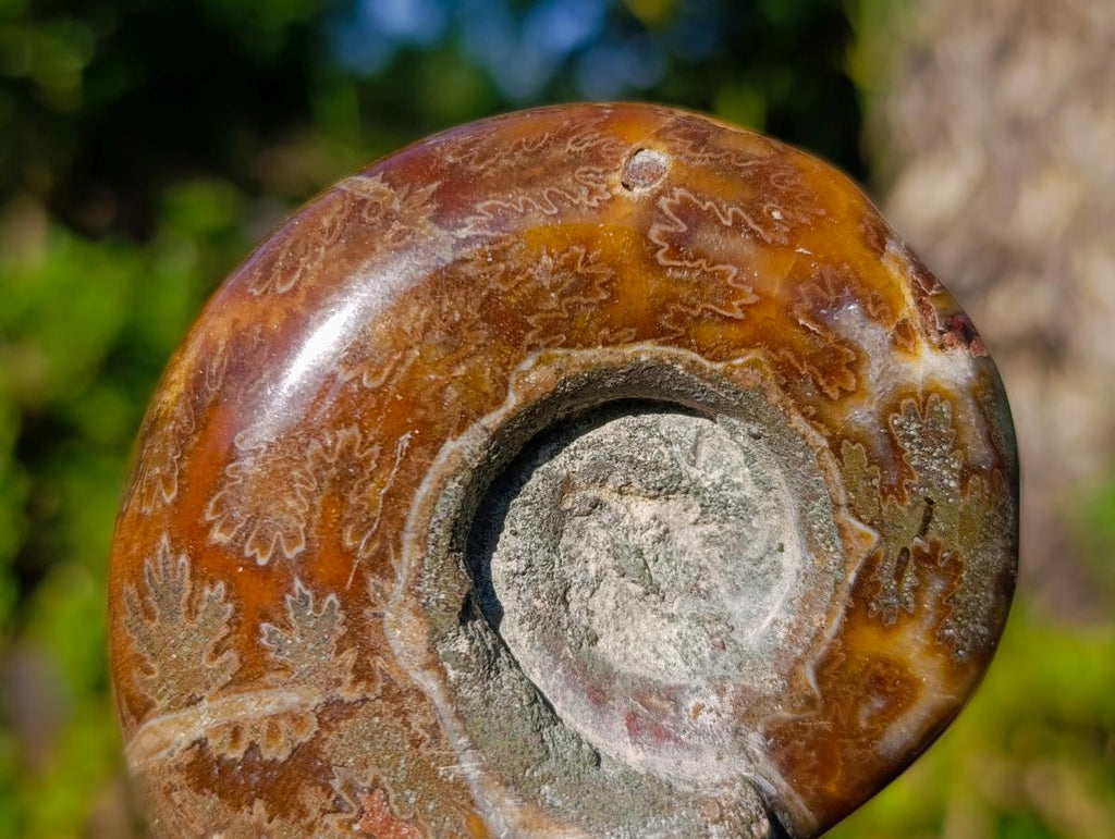 Polished Rare Rams Horn Ammonite Fossil x 1 From Tulear, Madagascar
