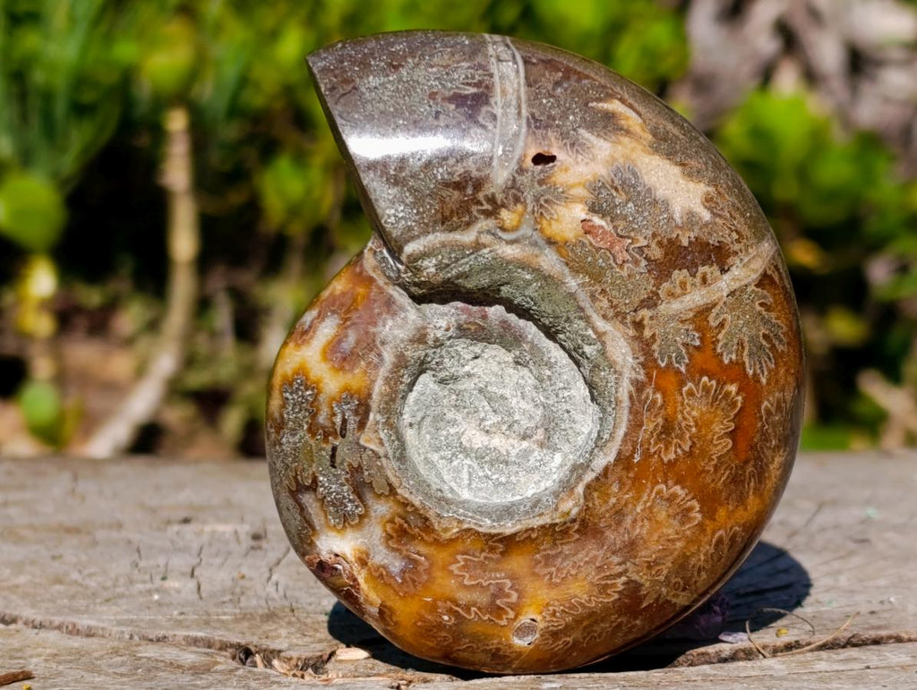 Polished Rare Rams Horn Ammonite Fossil x 1 From Tulear, Madagascar