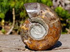 Polished Rare Rams Horn Ammonite Fossil x 1 From Tulear, Madagascar