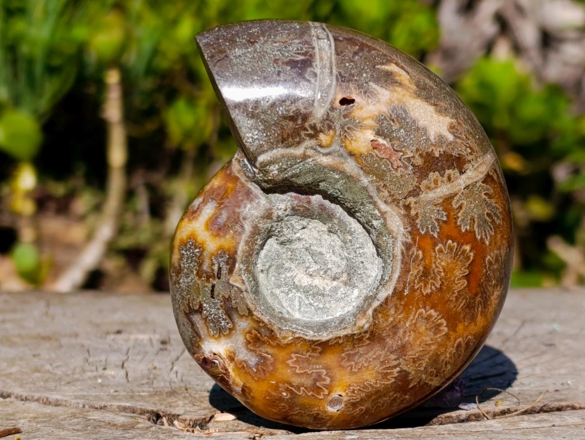 Polished Rare Rams Horn Ammonite Fossil x 1 From Tulear, Madagascar