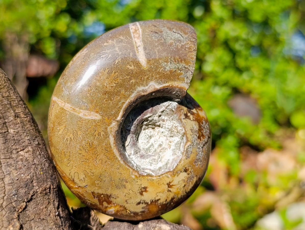 Polished Rare Rams Horn Ammonite Fossil x 1 From Tulear, Madagascar