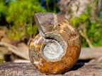 Polished Rare Rams Horn Ammonite Fossil x 1 From Tulear, Madagascar