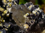 Natural Large Smokey Fluorite Specimen with Associated Minerals x 1 From Erongo, Namibia