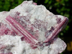 Natural Large Rubellite Pink Tourmaline in a Quartz and Mica Schist x 1 From Karibib, Namibia